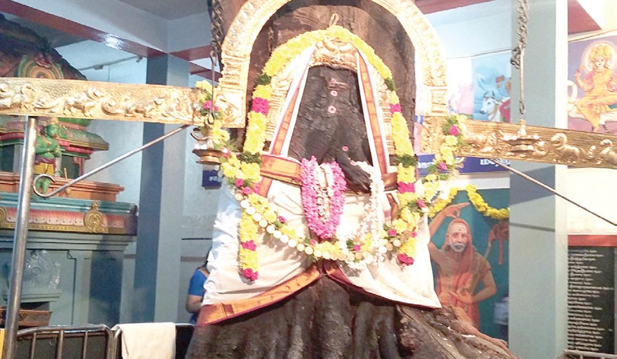 அரசமர் விநாயகருக்கு ஞாயிற்றுக்கிழமை ராகுகால திரிசதி அர்ச்சனை