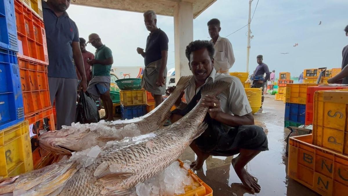 பாம்பன் மீனவர் வலையில் சிக்கிய 2 கூறல் மீன்கள் ரூ.1.65 லட்சத்திற்கு விற்பனை
