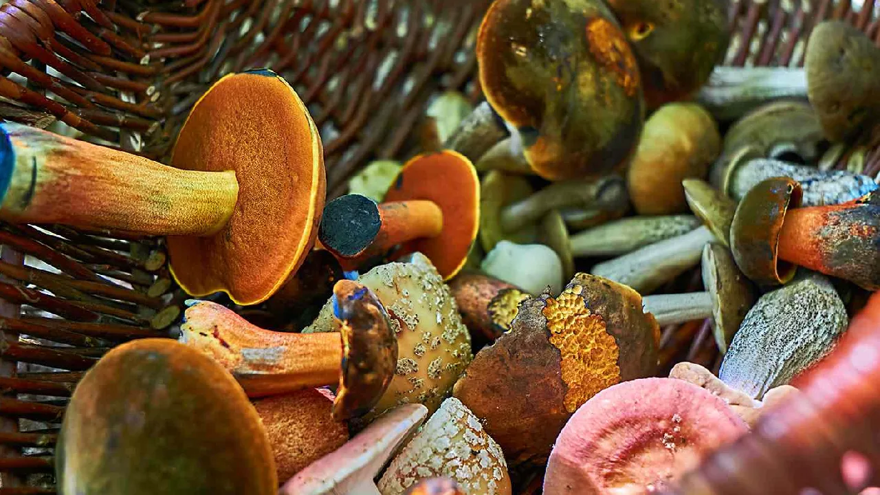 சேலத்தில் தலைவாசல் காய்கறி சந்தை சேறும், சகதியுமாக… விவசாயிகள் சங்கம் அதிருப்தி – மாவட்ட ஆட்சியரிடம் மனு