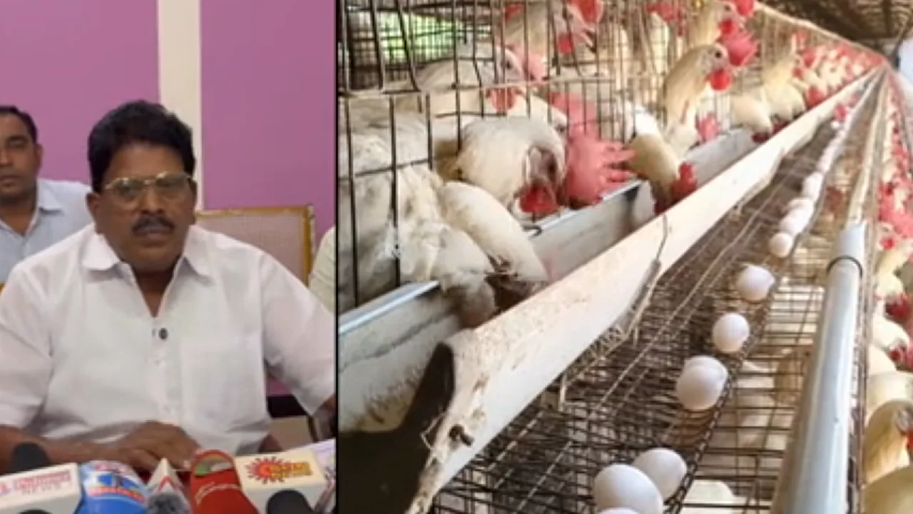 நாமக்கல்லில் முட்டை வியாபாரிகள் சங்க நிர்வாகிகள் ஆலோசனை – மழையால் உற்பத்தி 15% குறைவு