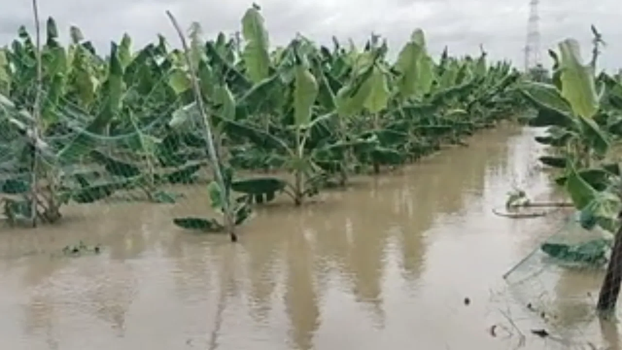 1.000 ஏக்கர் வாழைத் தோட்டங்களில் மழைநீர் சேமித்து நின்றது