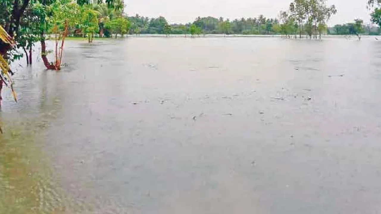 நாகை – திருவாரூர் மாவட்டங்களில் ஒன்றரை லட்சம் ஏக்கருக்கு அருகிலான விவசாய நிலங்கள் வெள்ளத்தில் மூழ்கி சேதம்!