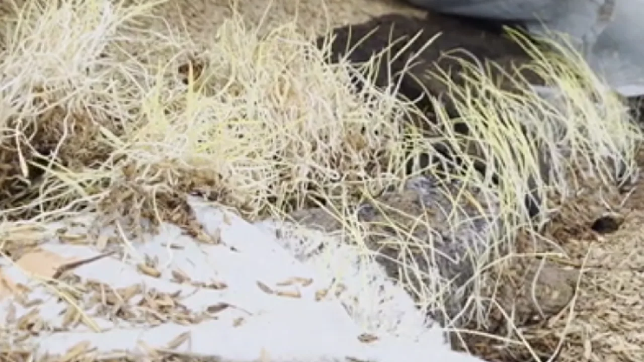 அரக்கோணத்தை ஒட்டிய பகுதியில் புதிதாக தொடங்கப்பட்ட கொள்முதல் மையத்தில் நெல் மூட்டைகள் சேதம்!