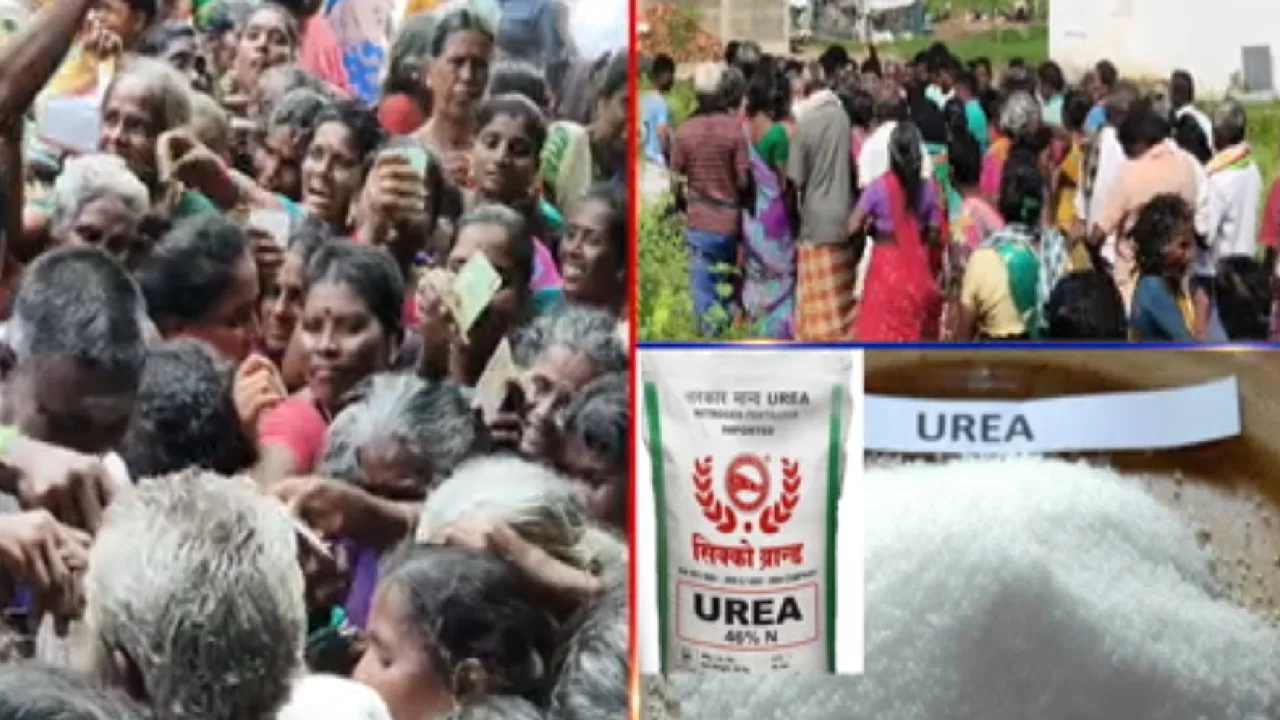 யூரியா உரம் பெற நீண்ட நேரம் வரிசையில் நின்று அவதியுற்ற விவசாயிகள்