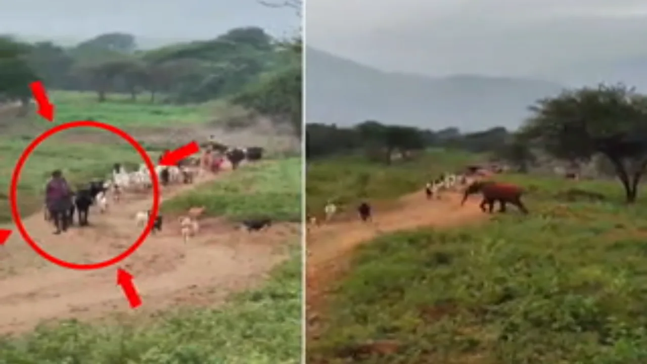 கோவை : ஆடு மேய்த்த தொழிலாளியை சீறிப்பாய்ந்து துரத்திய தனி யானை – காட்சி வைரல்!