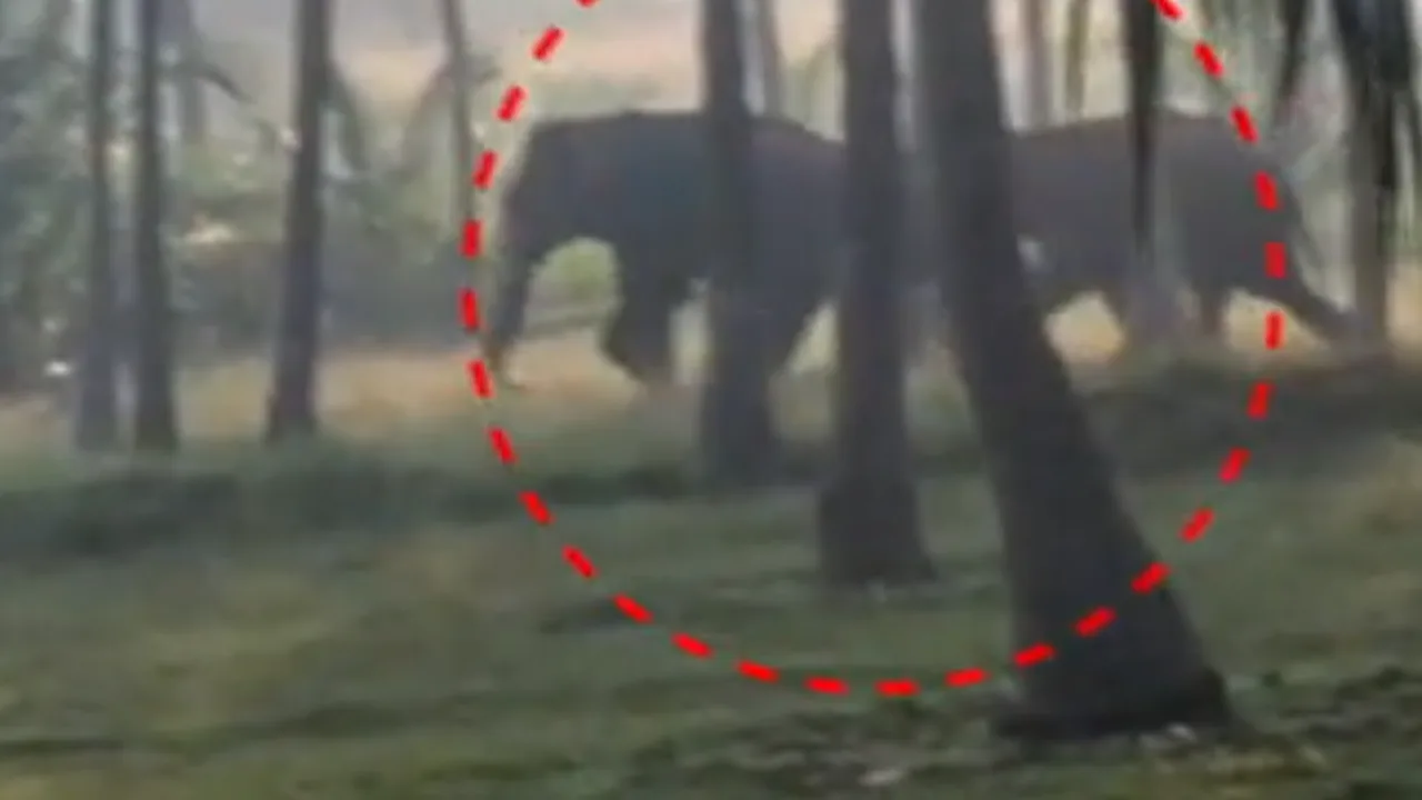 கோவை: தைலமர தோப்பில் தங்கிய காட்டு யானைகள் – பொதுமக்களிடையே பதற்றம்