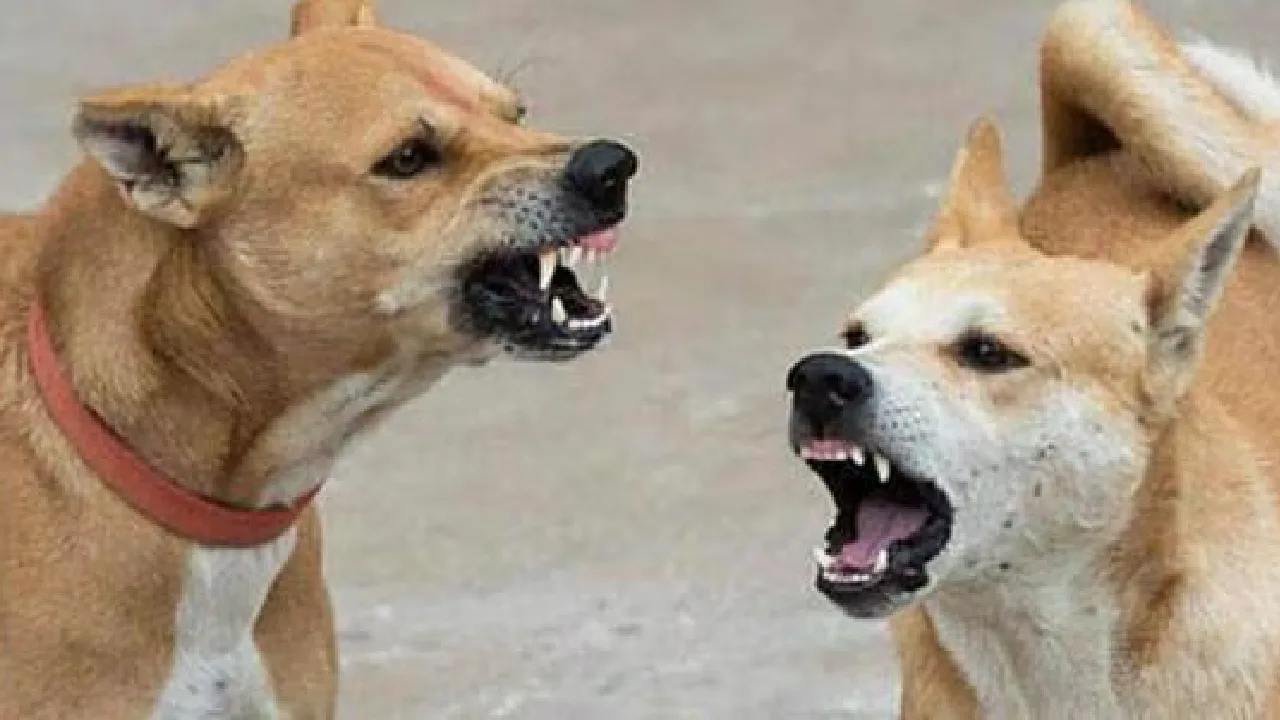 தெருநாய் தாக்குதல்: 10க்கும் அதிகமானோர் காயம்