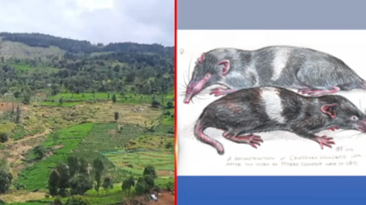 பிரெஞ்சு ஆராய்ச்சியாளர் குறிப்பிட்ட அரிய உயிரினம் – உதகையில் உயிருடன் கண்டுபிடிப்பு