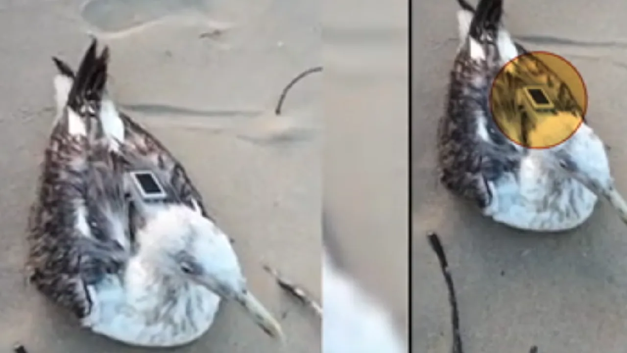 சீன ஜிபிஎஸ் சாதனம் பொருத்தப்பட்ட சீகல் கடற்பறவை கண்டுபிடிப்பு – பாதுகாப்பு வட்டாரங்களில் பரபரப்பு