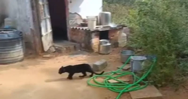 கோவை: கருஞ்சிறுத்தை குட்டி உயிரிழந்தது – காரணம் இன்னும் உறுதி இல்லை