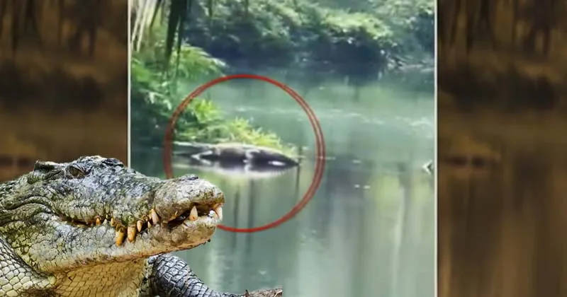 கோதையாற்றில் முதலை தோற்றம் – அச்சத்தில் மக்கள்