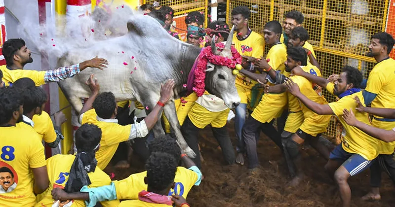 கோலாகலமாக நடைபெற்ற பாலமேடு ஜல்லிக்கட்டு – கம்பீர நடைப்போட்ட காளை பார்வையாளர்களை கவர்ந்தது