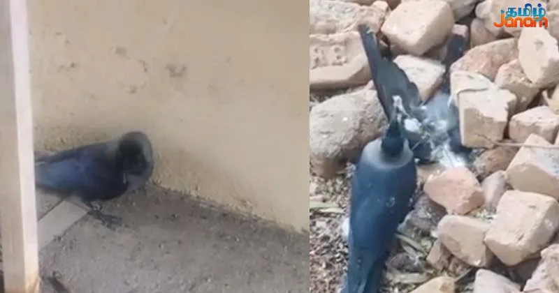 சென்னையில் உயிரிழந்த காகங்களில் பறவை காய்ச்சல் தொற்று உறுதி