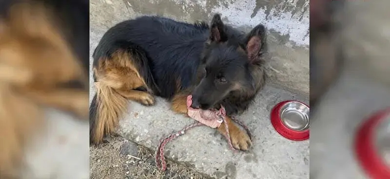 வீரவணக்கம்: காலில் குண்டடிபட்ட பின்பும் பயங்கரவாதிகளை காட்டிய ராணுவ நாய் ‘டைசன்’ – இணையத்தில் வைரலாகும் வீரம்!