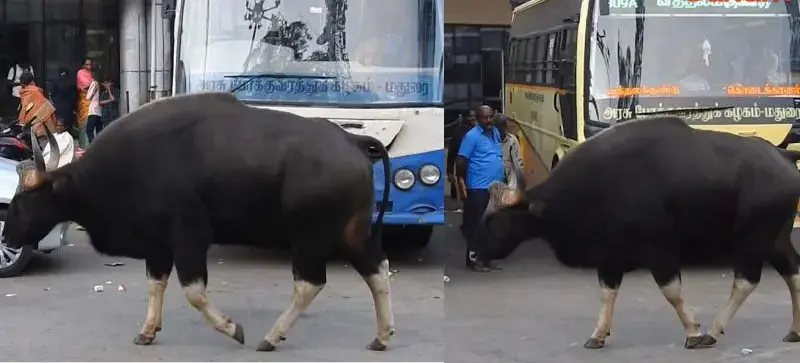 கொடைக்கானல் பேருந்து நிலையத்தில் முகாமிட்டுள்ள காட்டெருமைகள் – பயணிகள் அச்சம்
