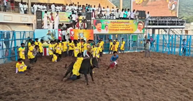 மதுரை கீழக்கரையில் ஜல்லிக்கட்டு உற்சாகம் – வாடிவாசலில் சீறிய காளைகள்