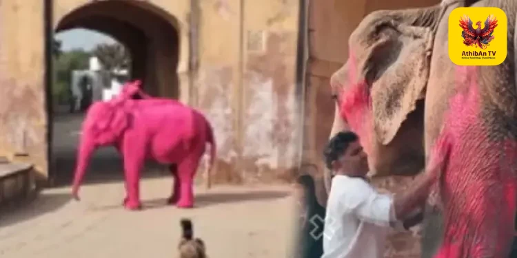 ஜெய்ப்பூரில் புகைப்படத்திற்காக யானைக்கு இளஞ்சிவப்பு நிறம்: ரஷ்யப் பெண் கலைஞரின் செயலுக்கு விலங்கு நல ஆர்வலர்கள் கடும் கண்டனம்!