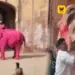 ஜெய்ப்பூரில் புகைப்படத்திற்காக யானைக்கு இளஞ்சிவப்பு நிறம்: ரஷ்யப் பெண் கலைஞரின் செயலுக்கு விலங்கு நல ஆர்வலர்கள் கடும் கண்டனம்!