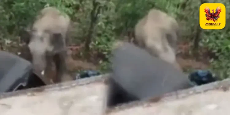 கர்நாடகாவில் ஒற்றை யானை அட்டகாசம்: ஆட்டோவை தாக்கி சேதப்படுத்தியதால் கிராம மக்கள் பீதி!