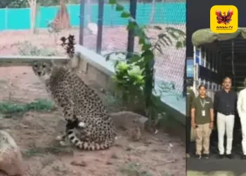 பெங்களூரு வந்தடைந்தன 4 தென்னாப்பிரிக்க சிறுத்தைகள்: பன்னேருகட்டா பூங்காவில் 30 நாட்கள் தனிமைப்படுத்தல்!