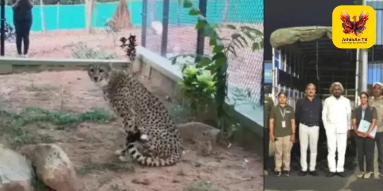 பெங்களூரு வந்தடைந்தன 4 தென்னாப்பிரிக்க சிறுத்தைகள்: பன்னேருகட்டா பூங்காவில் 30 நாட்கள் தனிமைப்படுத்தல்!