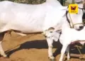பசுவைத் தேசிய விலங்காக அறிவிக்கக் கோரி உத்தரப்பிரதேசத்தில் மவுலானா அர்ஷத் மதானி அதிரடி முழக்கம் – முஸ்லிம் அமைப்புகள் ஒருமித்த ஆதரவு!