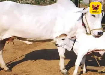 பசுவைத் தேசிய விலங்காக அறிவிக்கக் கோரி உத்தரப்பிரதேசத்தில் மவுலானா அர்ஷத் மதானி அதிரடி முழக்கம் – முஸ்லிம் அமைப்புகள் ஒருமித்த ஆதரவு!