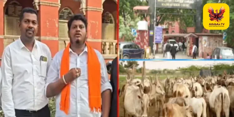 பக்ரீத் பண்டிகை: அனுமதிக்கப்பட்ட இடங்களைத் தவிர பிற பொது இடங்களில் மாடுகளை வெட்ட சென்னை உயர் நீதிமன்றம் தடை!