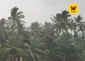 எல் நினோவால் குறையும் பருவமழை: விவசாய உற்பத்தி பாதிப்பால் வறட்சி அபாயமா? – ஒரு சிறப்புப் பார்வை!
