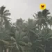 எல் நினோவால் குறையும் பருவமழை: விவசாய உற்பத்தி பாதிப்பால் வறட்சி அபாயமா? – ஒரு சிறப்புப் பார்வை!