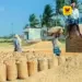 “நெல் கொள்முதலில் இடைத்தரகர்கள் தலையீடா?” – சென்னை உயர் நீதிமன்றம் கடும் கண்டனம்; 2 வாரங்களில் நடவடிக்கை எடுக்க உத்தரவு!