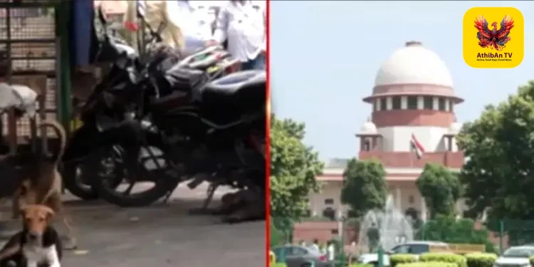 “ஆக்ரோஷமான தெருநாய்களைக் கருணைக்கொலை செய்யலாம்” – உச்ச நீதிமன்றம் அதிரடி உத்தரவு!