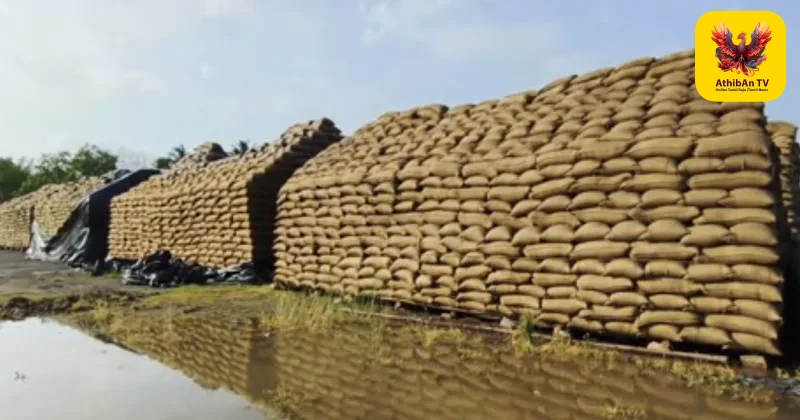 கும்பகோணம் அருகே மழையில் நனைந்து வீணான 1.5 லட்சம் நெல் மூட்டைகள்: விவசாயிகள் கடும் வேதனை!