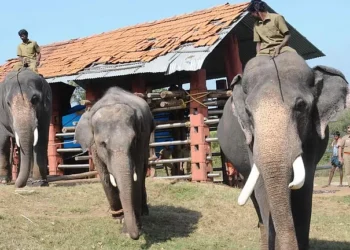 Rejuvenation camp for temple elephants resumes after a five-year hiatus.